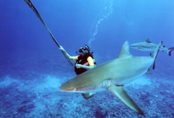 Grey shark, French Polinesia, Bora Bora, nikonos V, 15 mm by Paolo Scotti 
